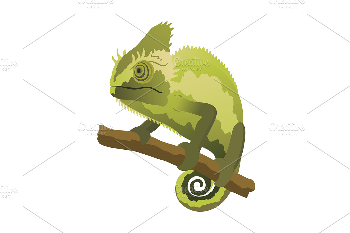 Chameleon lizard. Reptiles, an Animal Illustration by Things for designers