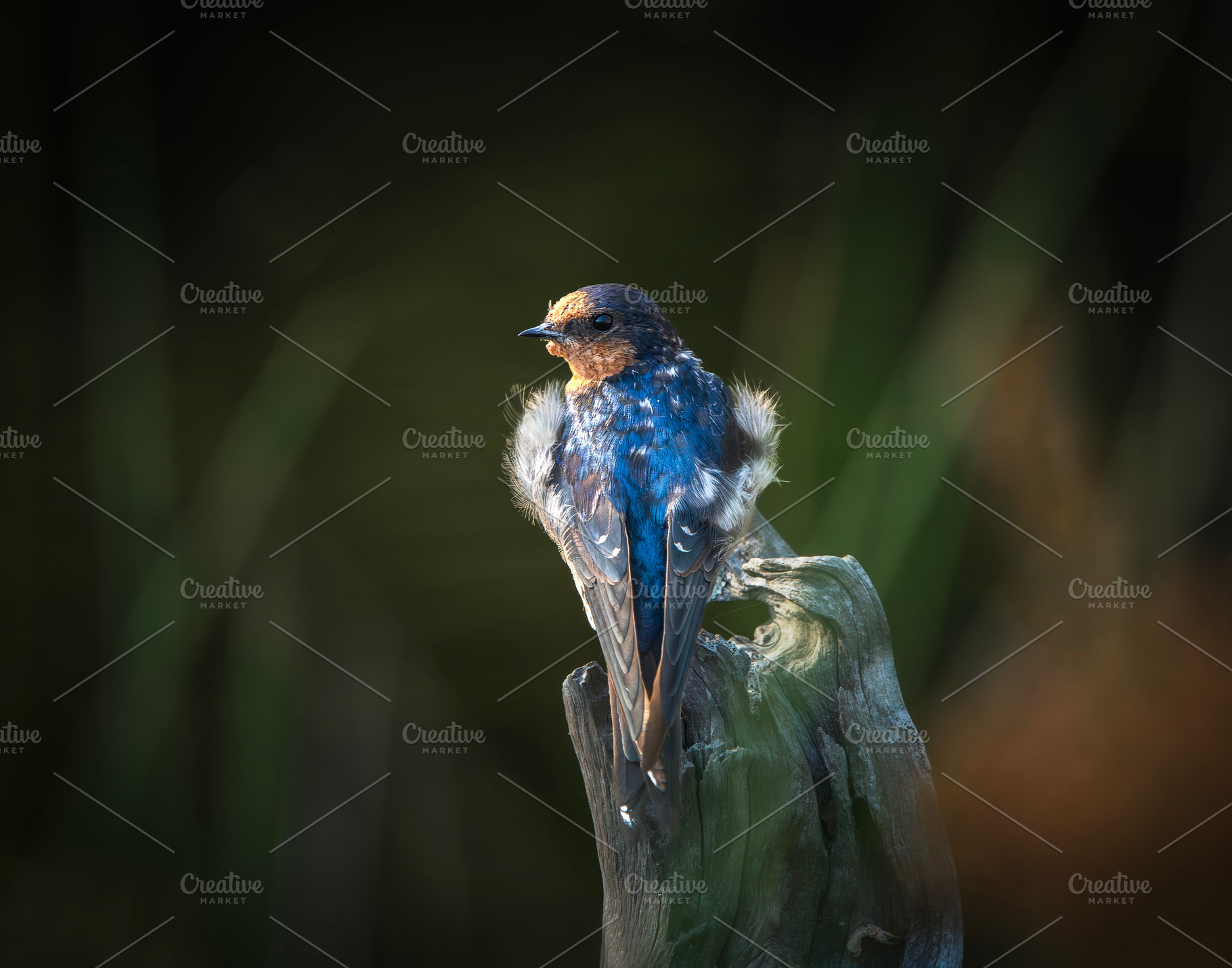 Welcome swallow, an Animal Photo by Rob D Animal Photography