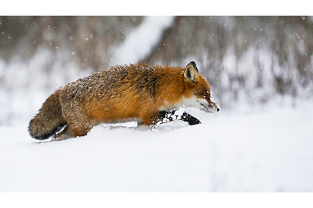 Red fox wading in deep snow in, an Animal Photo by WildMedia
