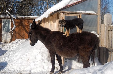 Funny dog riding on a donkey
