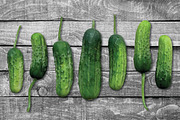 Pickle Vector - Botanic Specimens, an Object Graphic by Turning Moss (Thumbnail 2 of 4)
