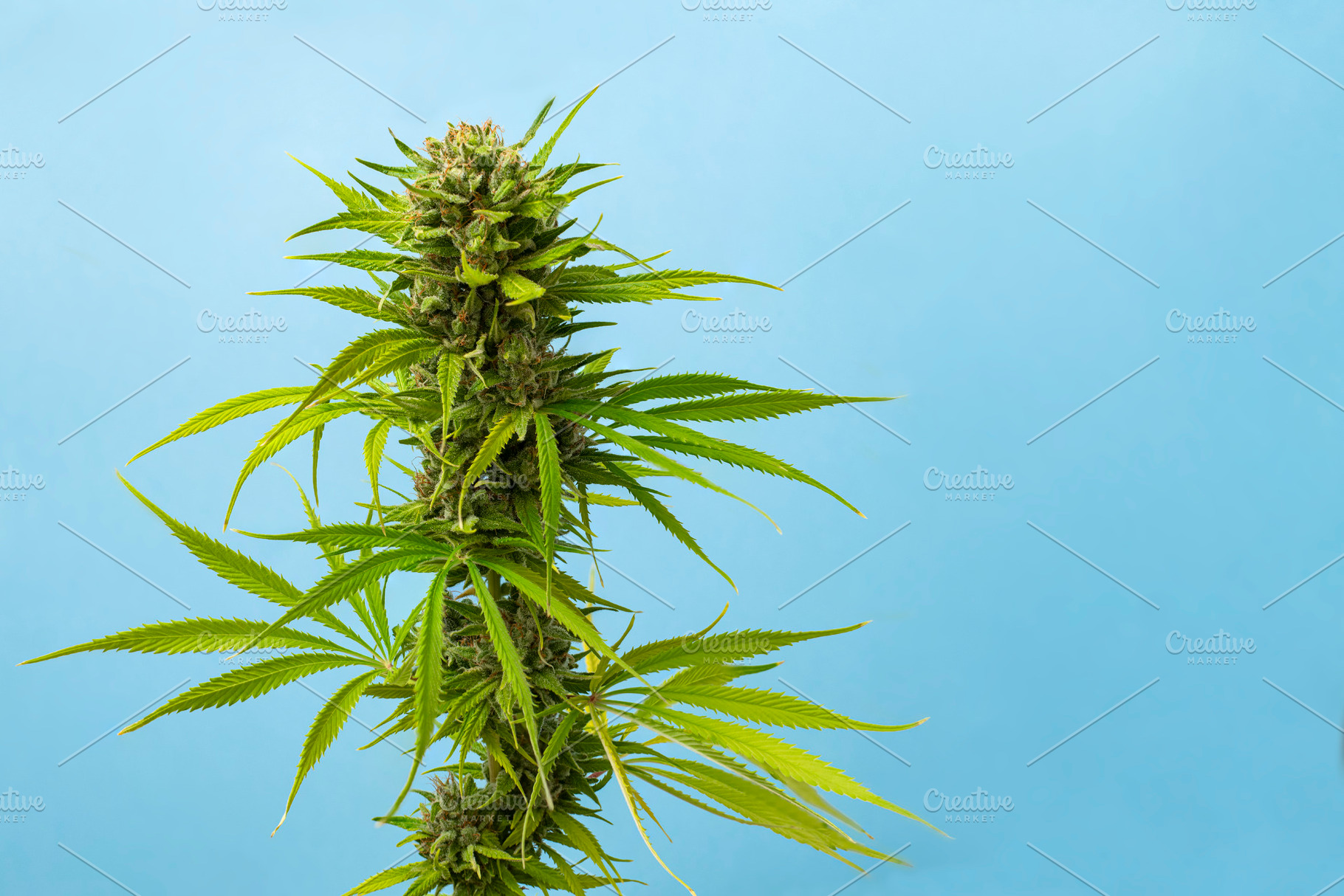 close-up bud marijuana Caramel on bl, a Nature Photo by Claudio Valdés