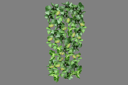 Ivy_Flat
