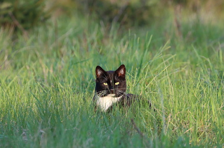cat