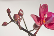 Orchid Flower Stock Bundle, a Nature Photo by r.r.palacios (Thumbnail 7 of 11)
