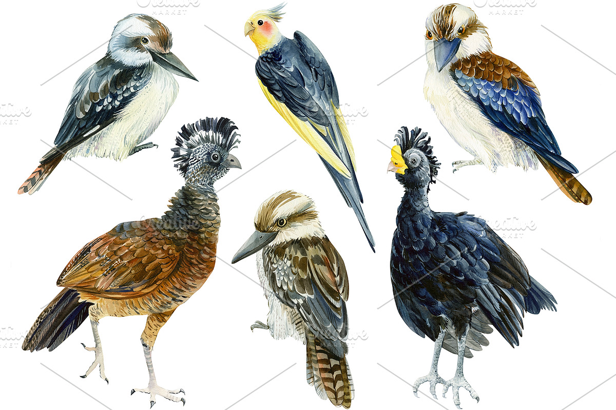 Tropical Birds, Watercolor painting, an Animal Illustration by Hanna Hryharenka (Photo 7 of 13)