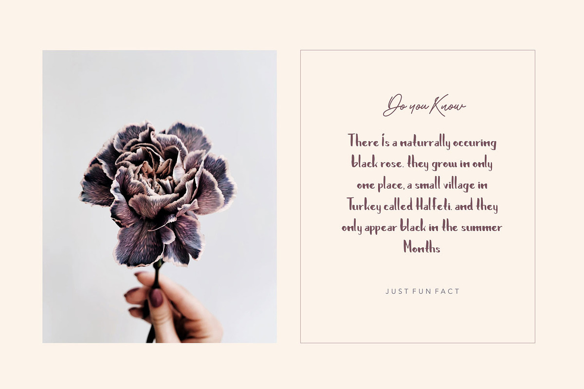 Brushylicious - Aesthetic Brush Font, a Font by Pollux of Geminorum (Photo 10 of 12)
