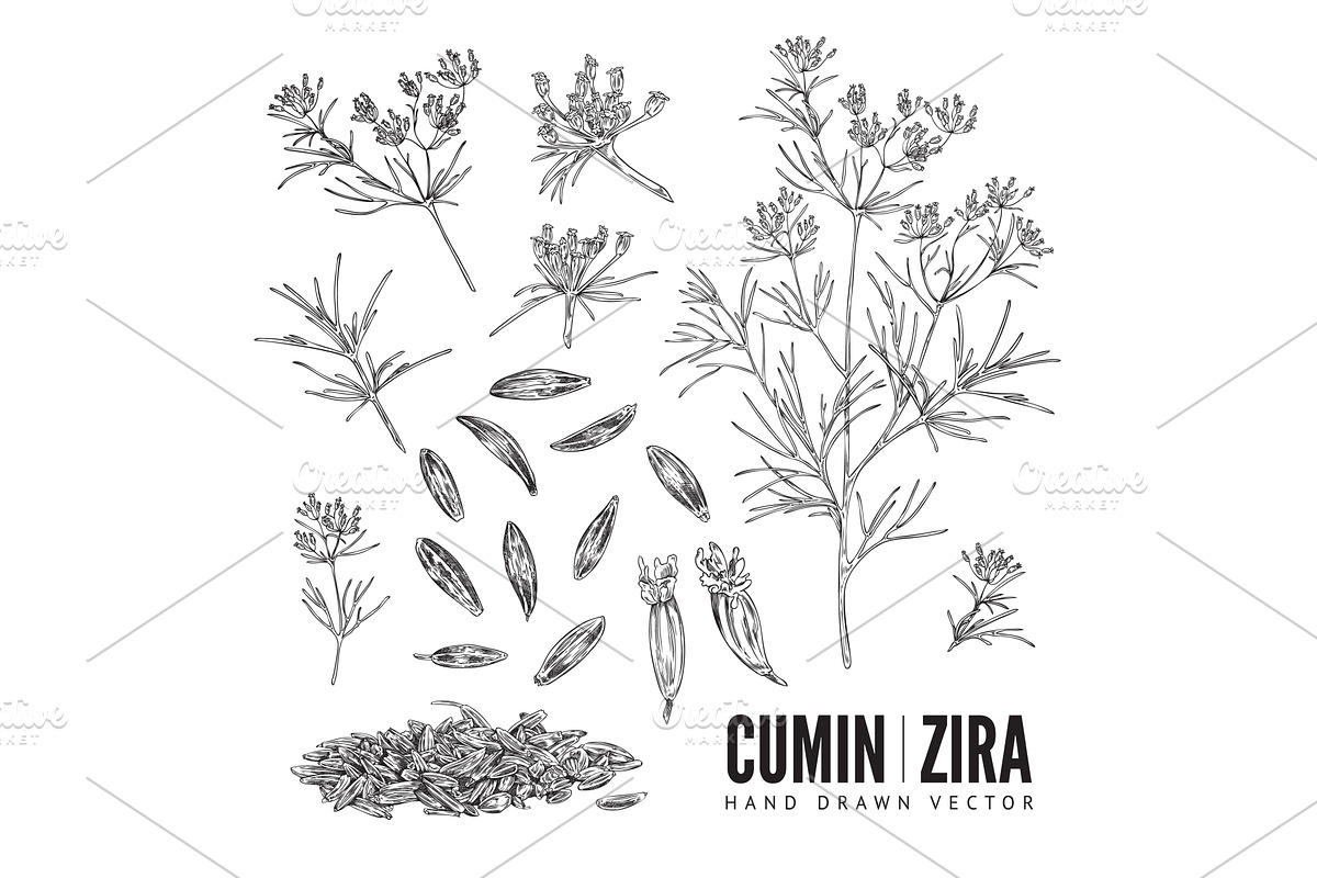 Cumin seasoning hand drawn sketch, a Food Illustration by Sabelskaya