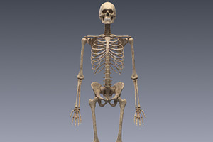 Human Skeleton Rigged