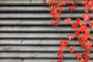 Red creeper on wooden wall, a Nature Photo by BOOCYS