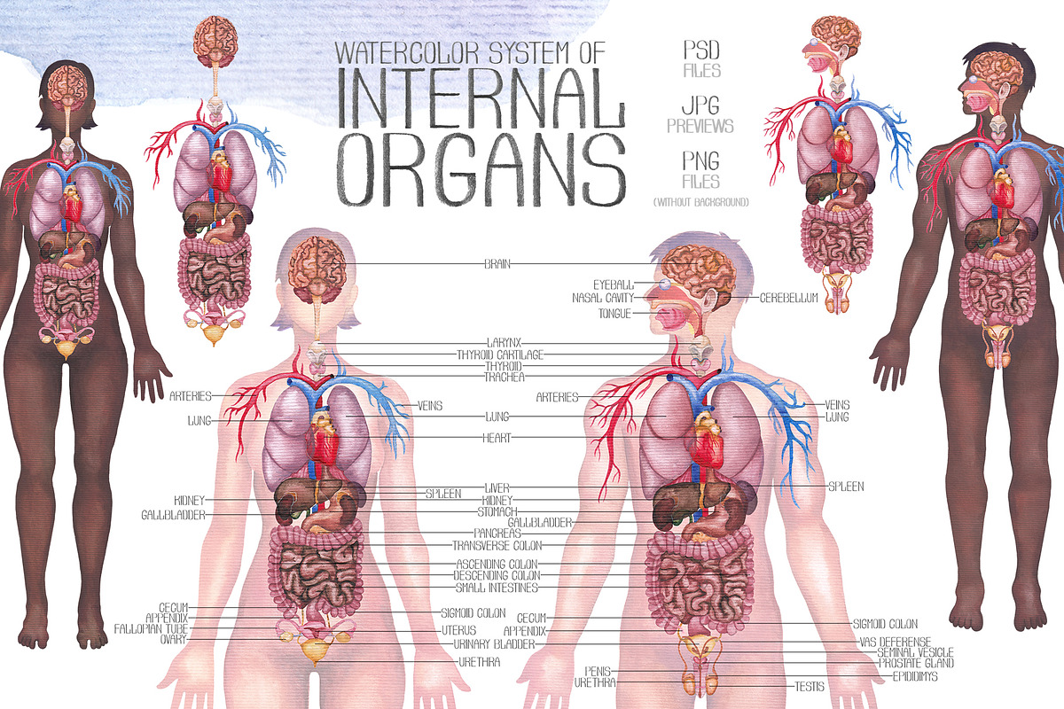 Watercolor anatomical body charts, a Healthcare Illustration by Ekaterina Glazkova (Photo 2 of 8)