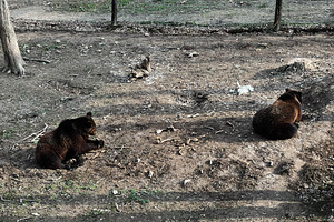 Brown bears sitting outdoors in a natural wildlife habitat on a sunny day, a Photo by AS photostudio