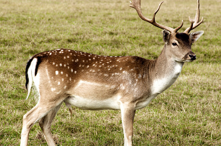 Fallow Fawn, an Animal Photo by zhekos
