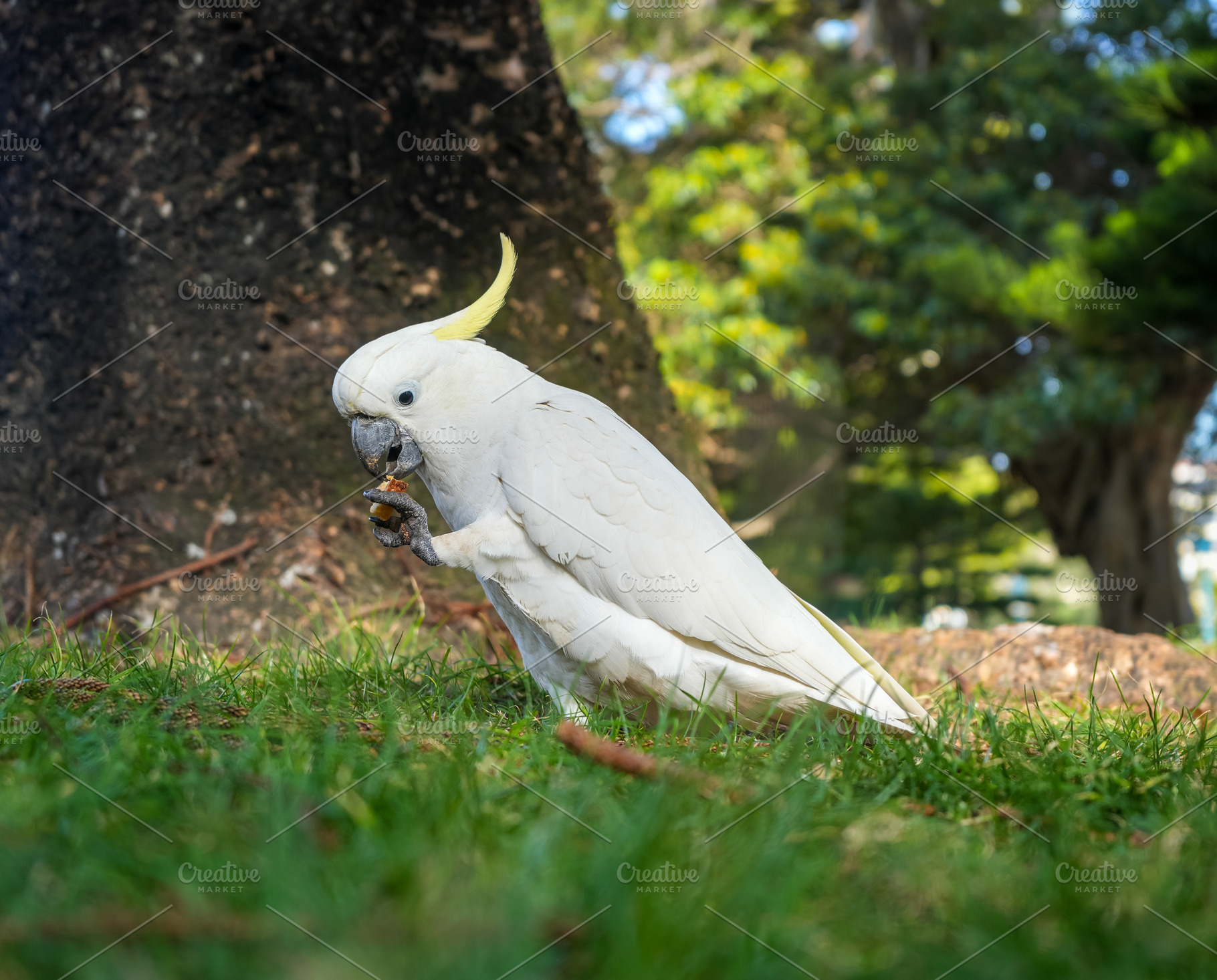 Sulphur-crested cockatoo foraging in a park in Manly, Sydney, Au, an Animal Photo by GoodGoods