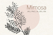 Mimosa. Hand-drawn sketch, an Illustration by Canatic (Thumbnail 1 of 4)