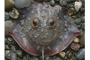 The lifeless bodies of a skate ray, an Animal Photo by ZinetroN