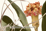 Airy Meadow – Dried Flower & Meadow, an Object Graphic by Aga Silva (Thumbnail 7 of 7)