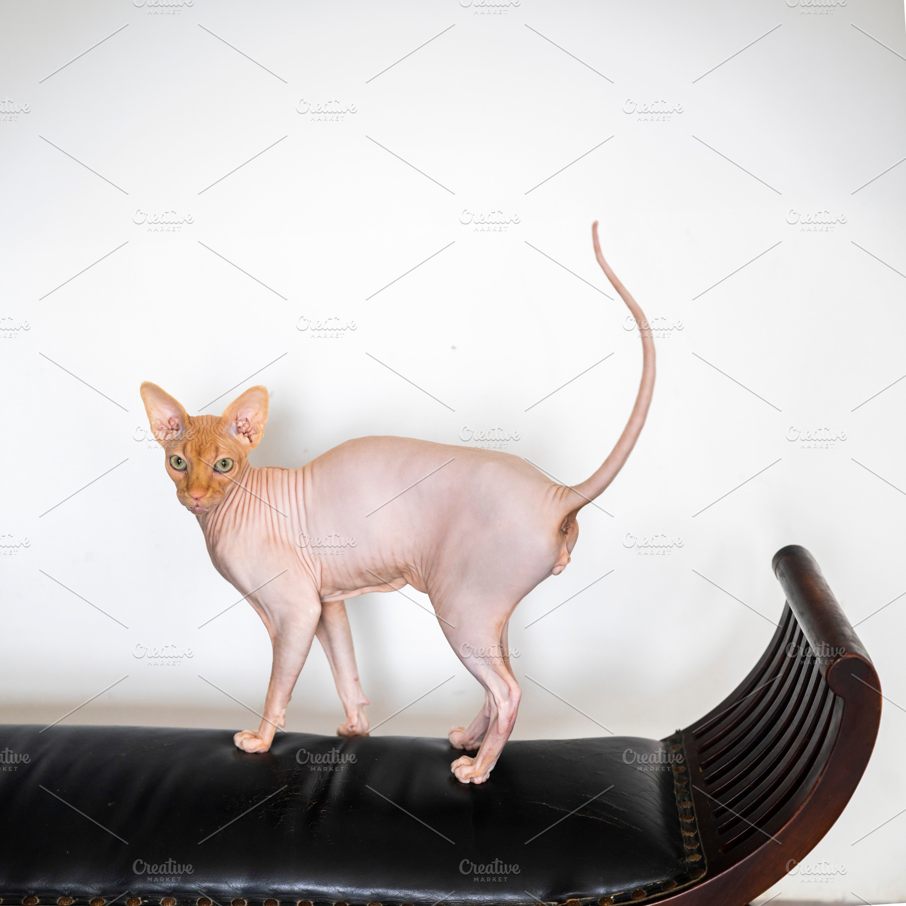 Full body side profile of a hairless, an Animal Photo by Imaginarium