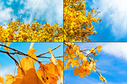 Bundle fall photos /240+pics, a Templates & Theme by tydla (Thumbnail 6 of 11)