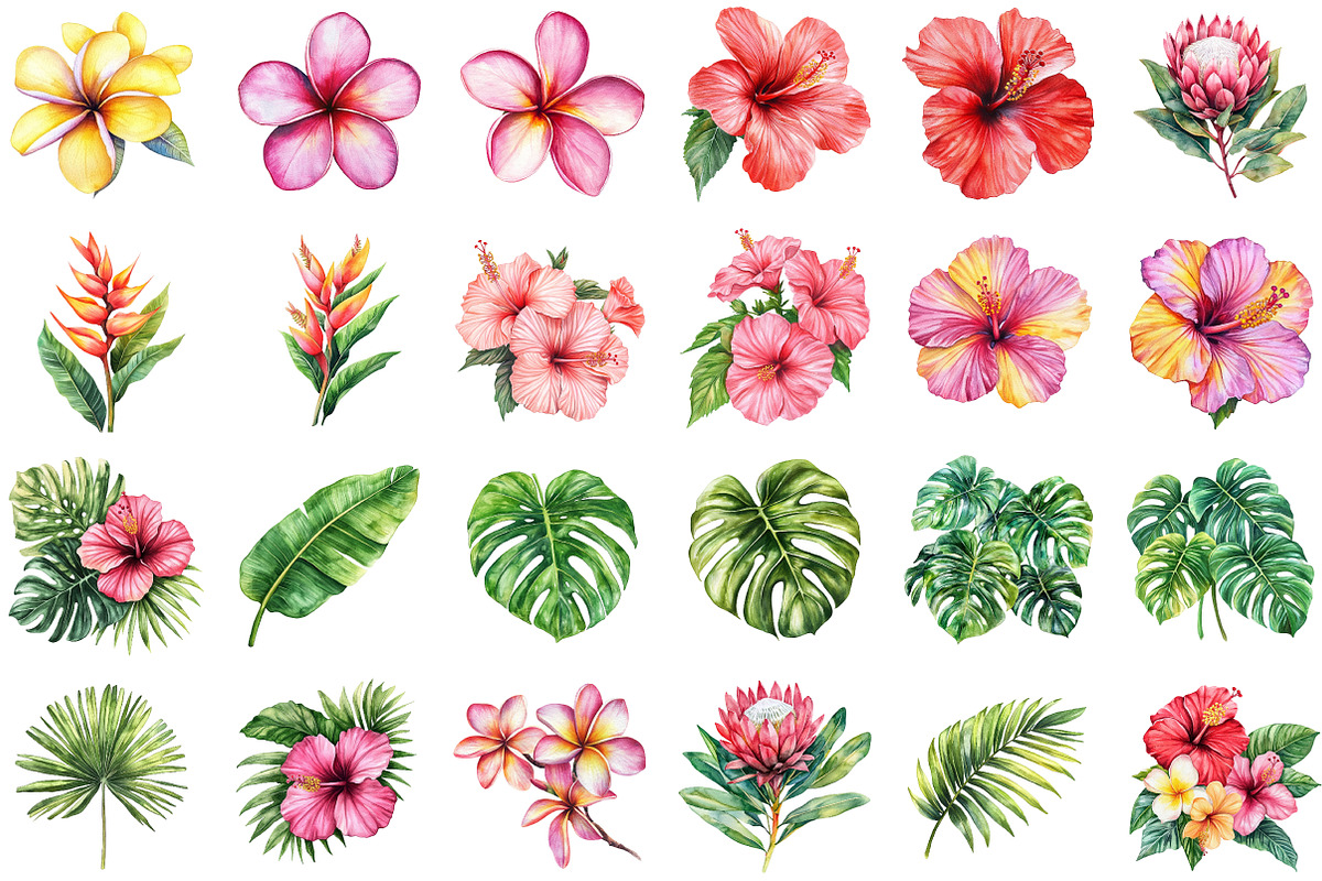 Tropical Floral Watercolor Clipart S, an Illustration by Sublimation Artist (Photo 2 of 6)