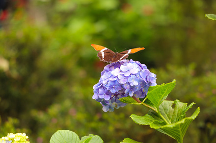 black and orange butterfly on flower, an Animal Photo by worlditravelilove