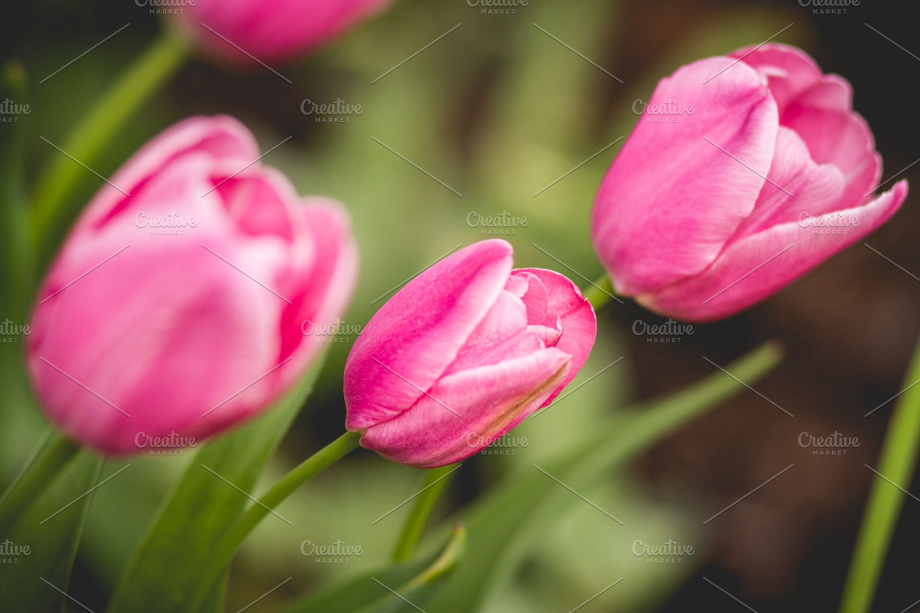 Tulips 1 stock picture, a Nature Photo by GB Photographie