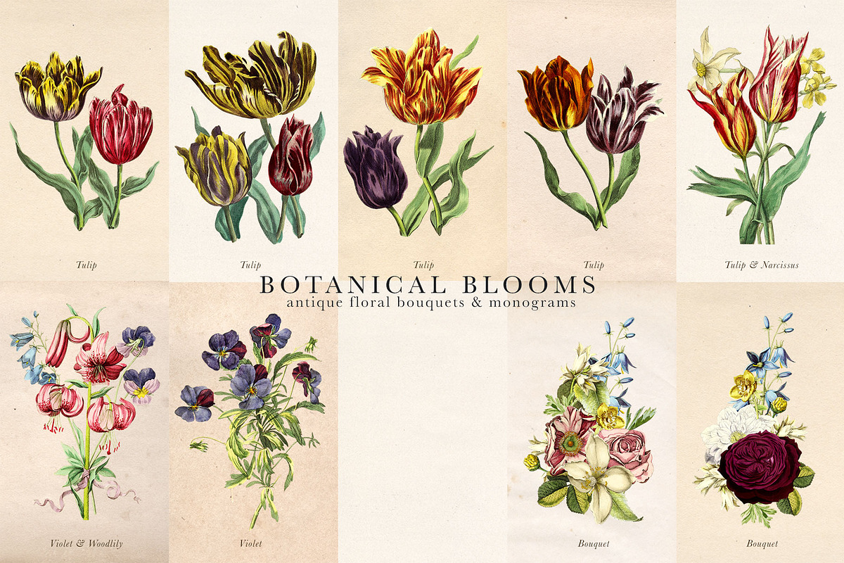 Botanical Blooms & Monograms, an Object Graphic by Eclectic Anthology
