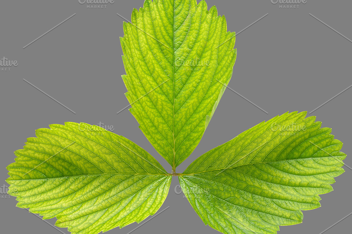 Bundle of isolated green leaves, a Nature Photo by Anatoliy Sadovskiy (Photo 10 of 10)