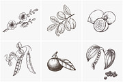 Hand drawn vector plants, a Food Illustration by SHom (Thumbnail 6 of 17)
