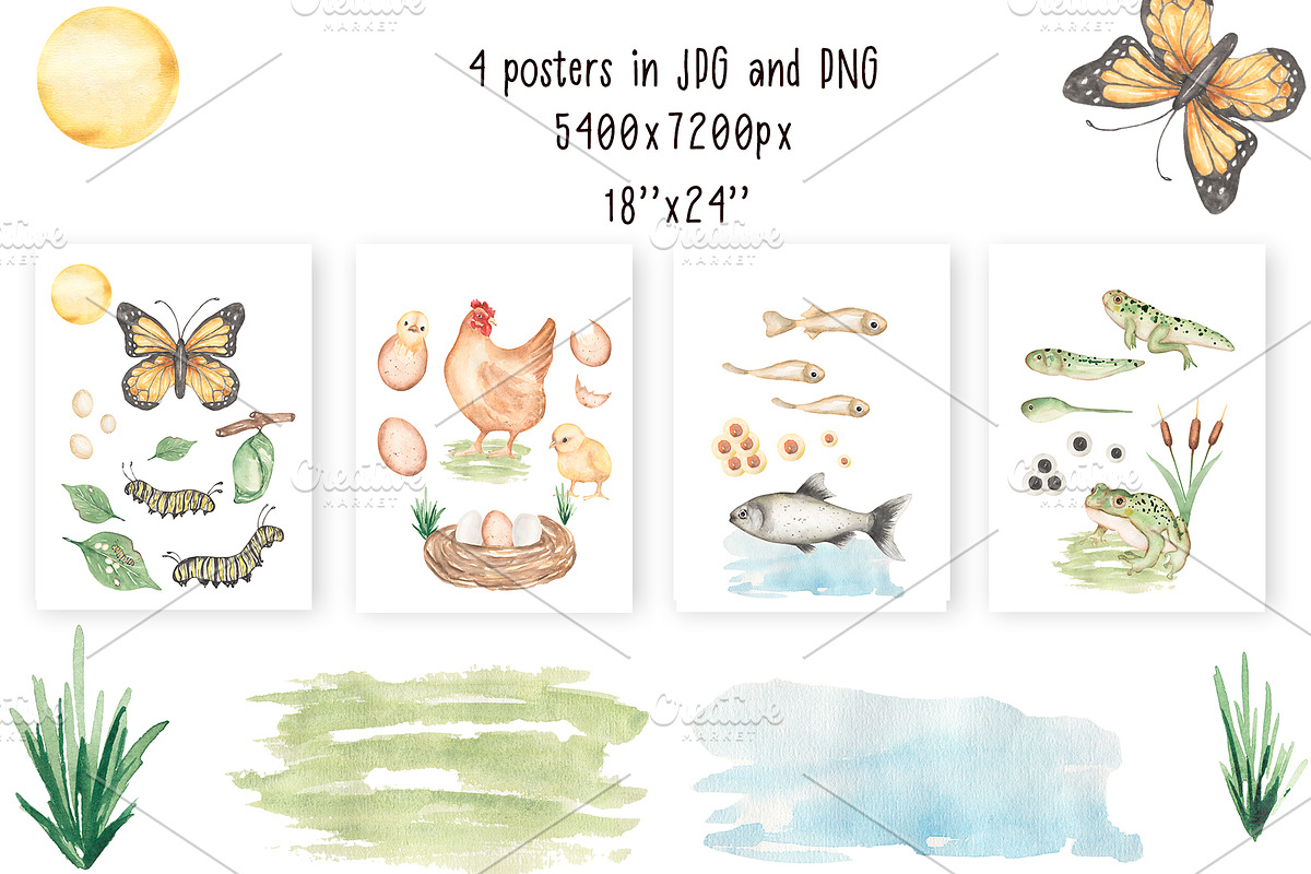 Watercolor Life Cycle Bundle, an Education Illustration by MayaNavits (Photo 3 of 22)