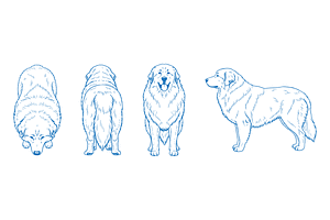 Hand Drawn Great Pyrenees Dog Vector, an Animal Illustration by MkStudio