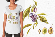 Plum in botanical style, a Food Illustration by Ann Astro (Thumbnail 3 of 11)
