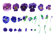 Watercolor purple Pansy flowers., an Illustration by Olgaart (Thumbnail 4 of 7)
