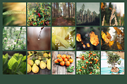 Nature bundle, a Nature Photo by EkaterinaPlanina (Thumbnail 2 of 3)
