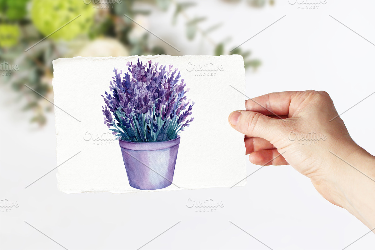 Lavender flowers watercolor, clipart, a Food Illustration by Hanna Hryharenka (Photo 15 of 17)