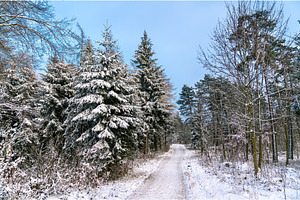 Winter forest in the swabian alps stock photo containing forest and snow, a Nature Photo by Leonid Andronov