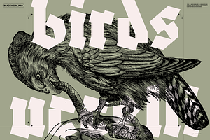 Birds of the World Illustrations, an Animal Illustration by Nomad Visuals
