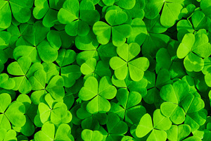 Green clover leaves illuminated by bright sunlight. Fresh shamrock foliage back