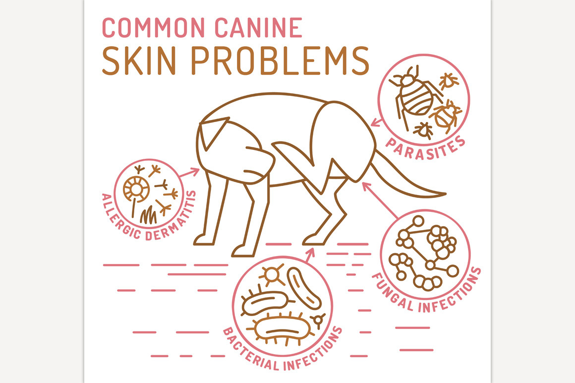 View of Dog skin problems infographic., an Animal Illustration by Anna's Shop