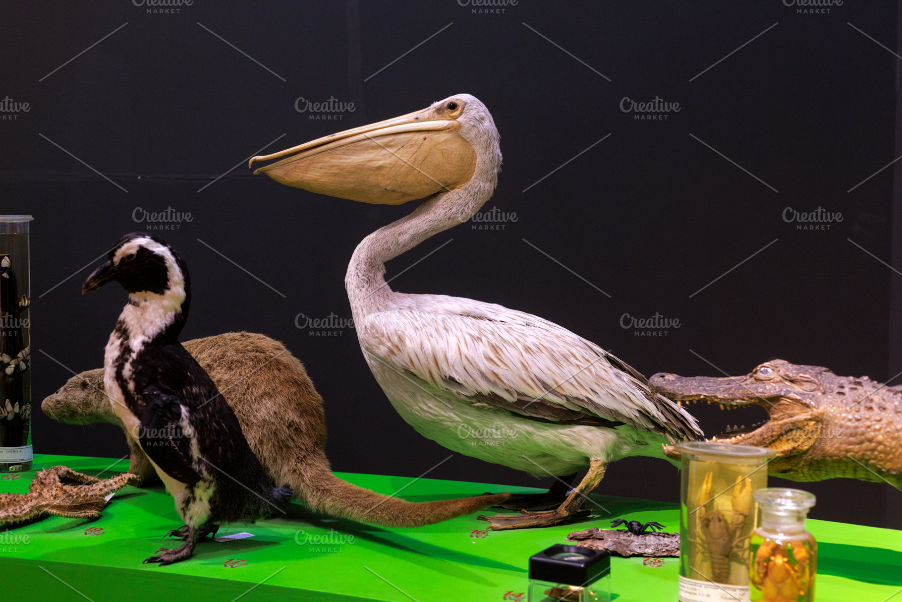 Common pelican and Magellanic penguin, an Animal Photo by Bepslabor