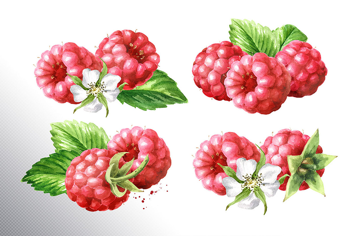 Summer Raspberries. Watercolor set, a Food Illustration by Daria Ustiugova (Photo 4 of 26)
