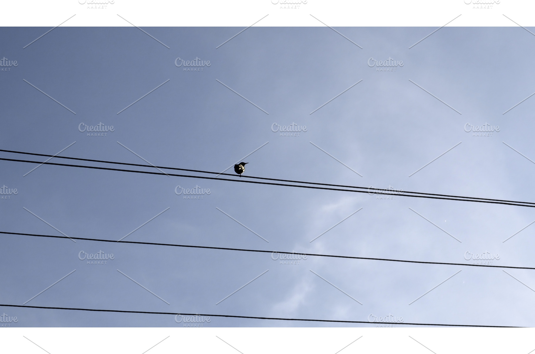 Bird sitting on a power line. Media, an Animal Photo by Media Whale Stock