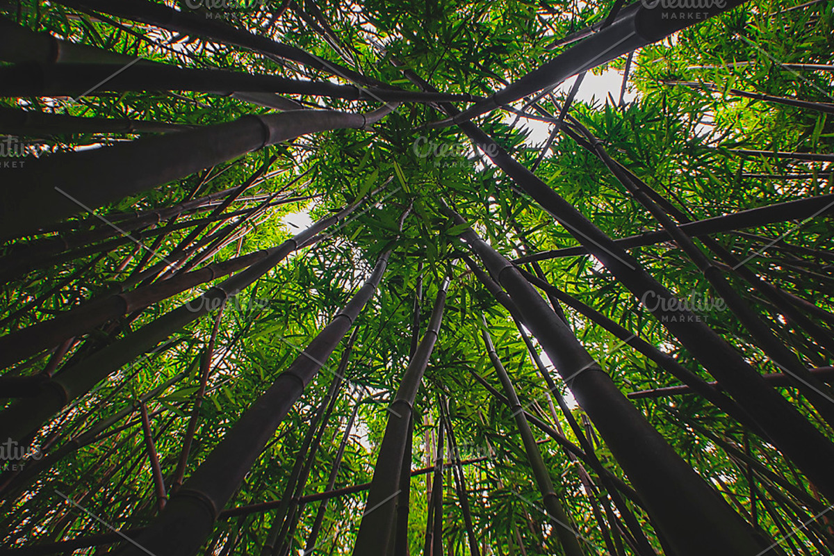 NATURAL MATTE, a Nature Photo by KABSPHOTOGRAPHY (Photo 6 of 11)