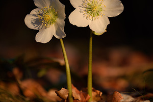 White flower in the spring forest