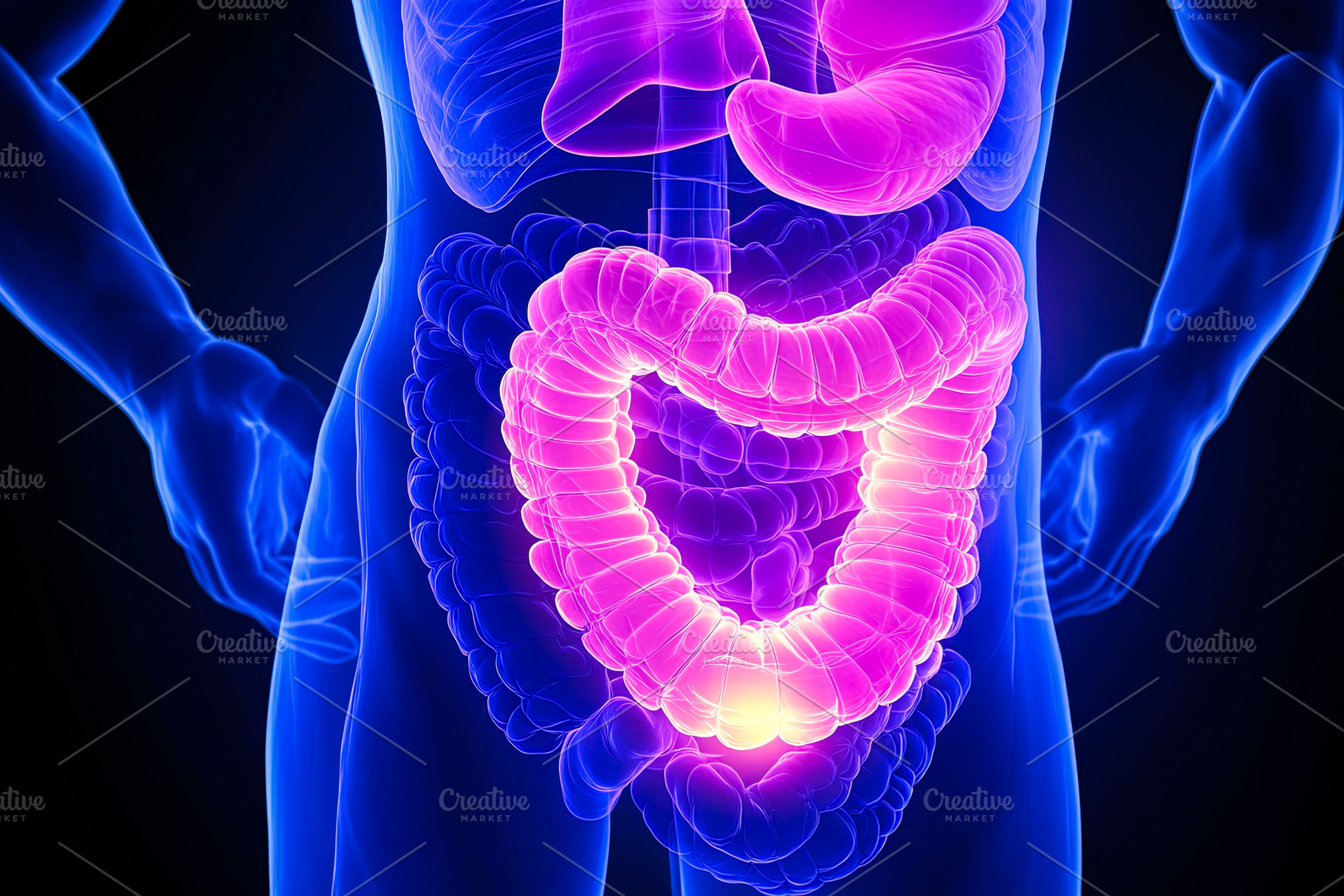 3D Model of Human Digestive System, a Health & Medical Photo by Ales Munt