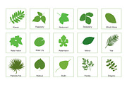 81 Leaves with their names, an Illustration by Nick Novell (Thumbnail 4 of 6)