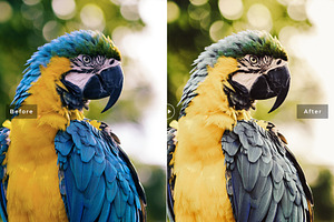 Birds & Wings Lightroom Presets Pack