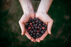 Raspberry in the hands on the grass 