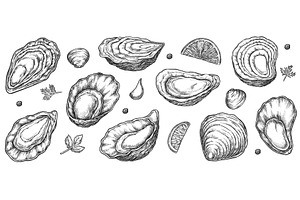 Sea oyster shell sketch isolated set, a Decorative Illustration by studioworkstock