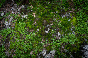 Top view of green moss and small pla, a Nature Photo by Imaginarium
